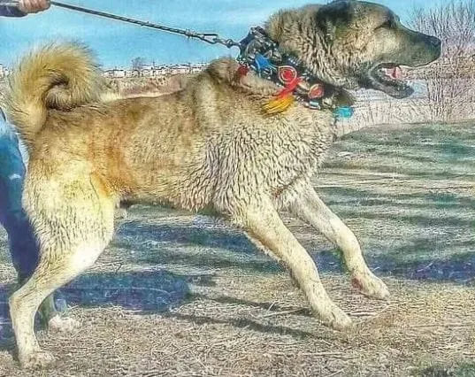 YÖRÜK ÇOBAN KÖPEKLERİ GÜZELLİK YARIŞMASI YAPILACAK.
