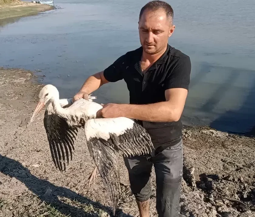 Balıkçılar balçığa saplanan leyleği böyle kurtardı
