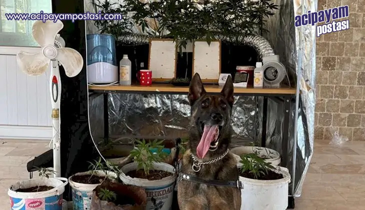 Acıpayam’da
                    uyuşturucu operasyonu