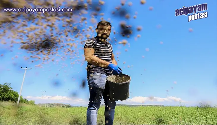 Aksu’daki
                    meralarda iyileştirme
                    çalışması 