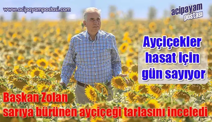 Ayçiçekler hasat
                    için gün sayıyor