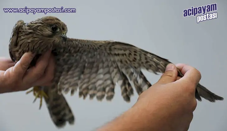 Büyükşehir Belediyesi yaralı yaban
                    hayvanlarına sahip çıkıyor