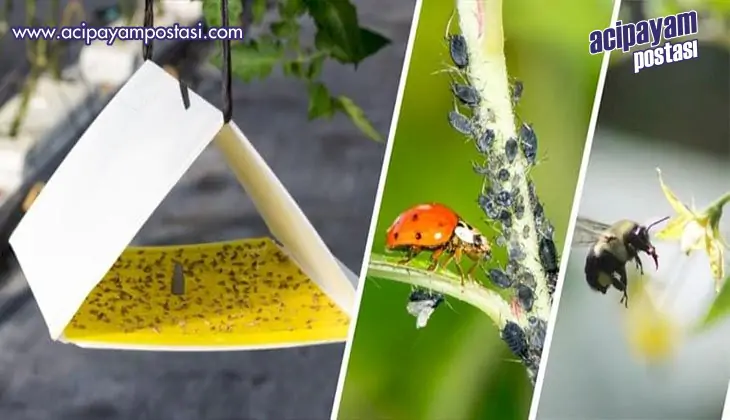 ÇAL ZİRAAT
                    ODASINA BAŞVURULAR
                    BAŞLADI