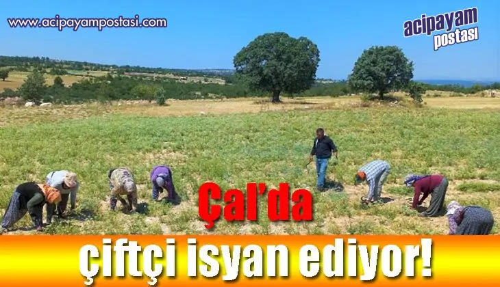 Çal’da çiftçi isyan
                    ediyor!