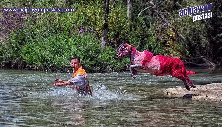 Çal’da kınalı
                    koçlar sudan geçecek!