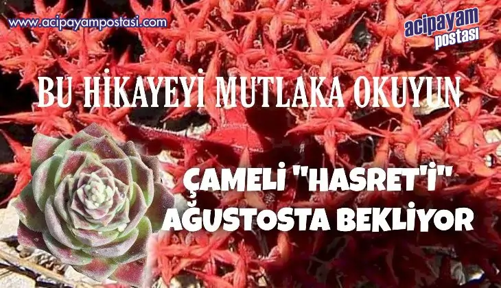 ÇAMELİ AĞUSTOSTA
                    HASRET GİDERİYOR