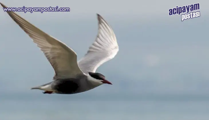 Denizli Kuş
                    Gözleminde şampiyon oldu