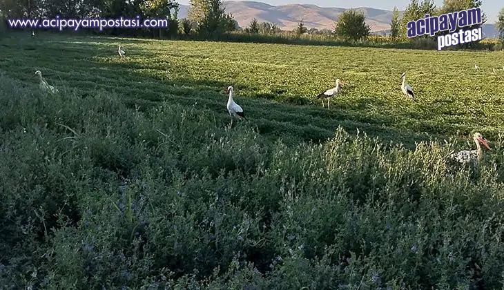 İkinci biçime yine geldiler, tilkide
                    leyleklere eşlik etti