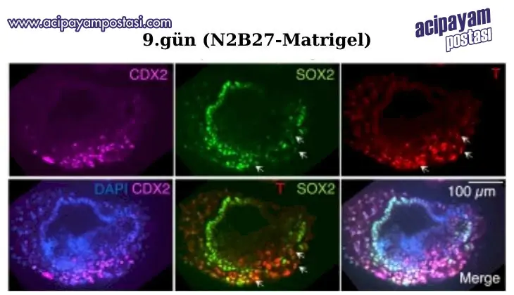 İnsan
                    Embriyosu Benzeri Yapılar
                    Oluşturuldu