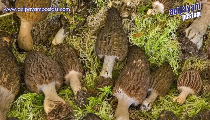 Kuzugöbeği geçim
                    kapısı oldu