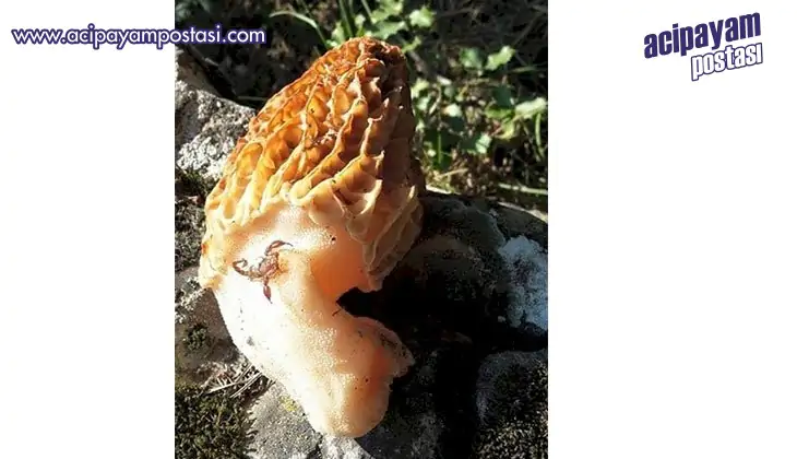 Kuzugöbeği gelir
                    kapısı oldu