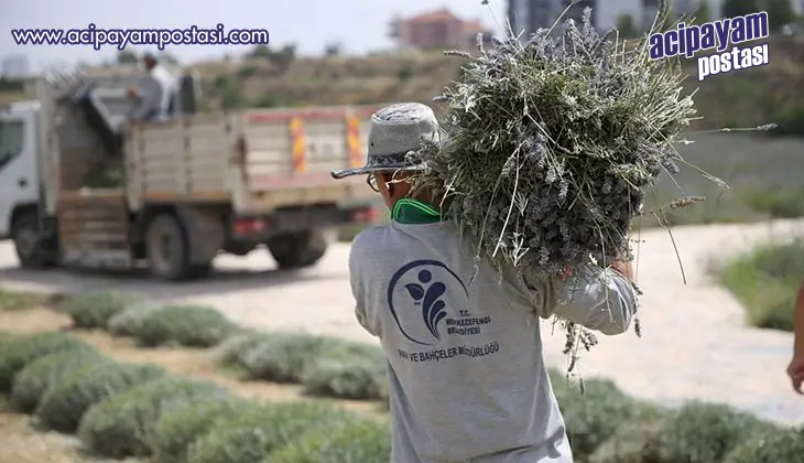 “Lavanta tarlalarımızda hasat işlemi
                    başladı”