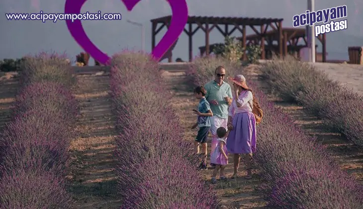 Merkezefendi’nin lavantaları çiçek
                    açtı