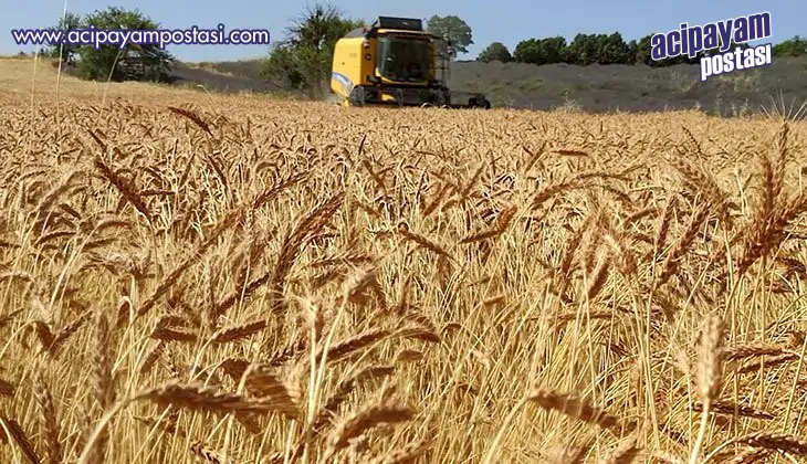 Taner’ ve
                    ‘Selçuklu’ da hasat tamam