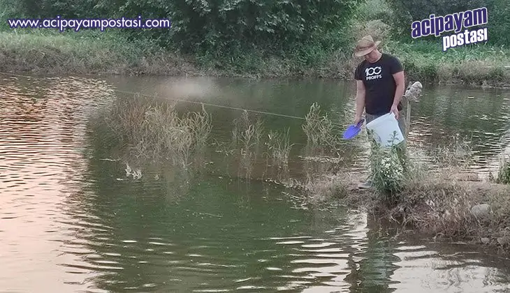 Tarlada 100 bin aynalı sazan üretimine
                    başladı