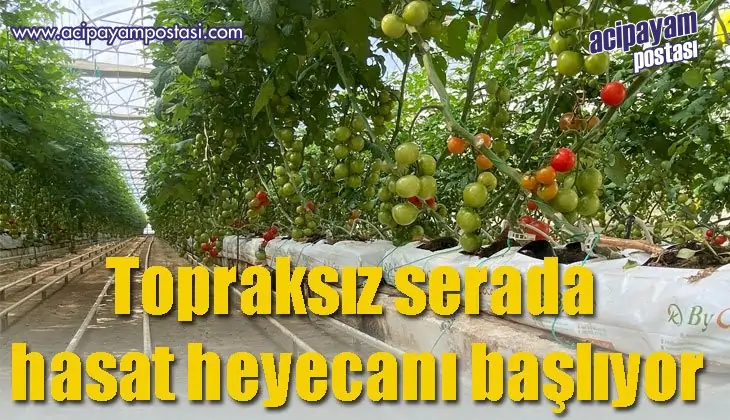 Topraksız
                    serada hasat heyecanı
                    başlıyor